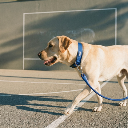 Dog Lovers Pack