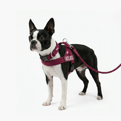 Dog Lovers Pack