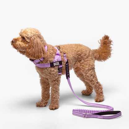 Dog Lovers Pack
