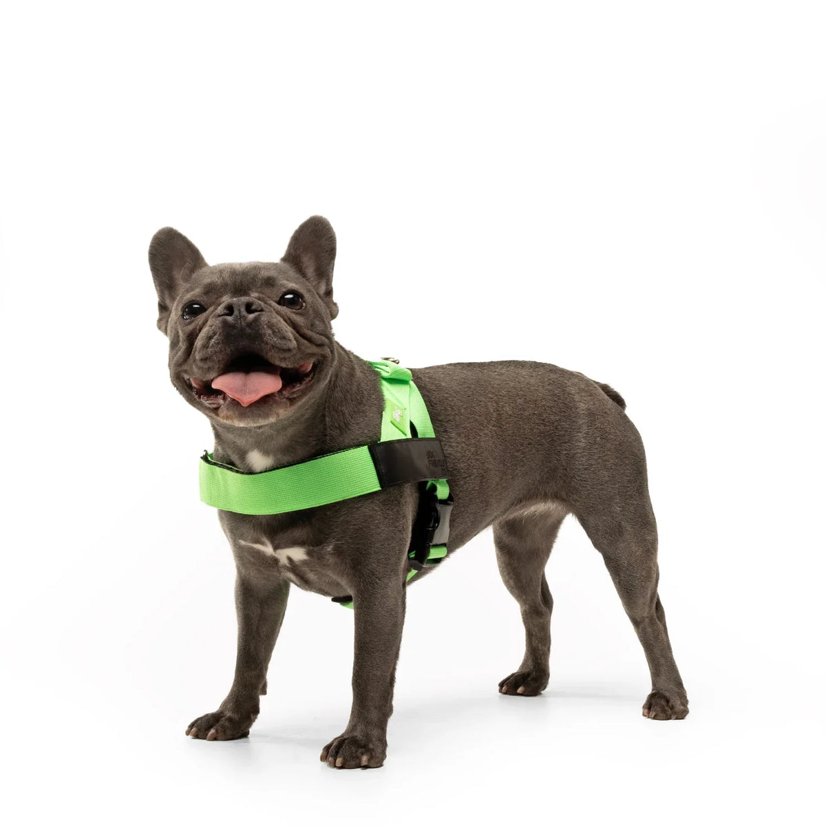Personalised Dog Harness