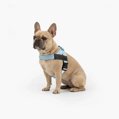 Personalised Dog Harness