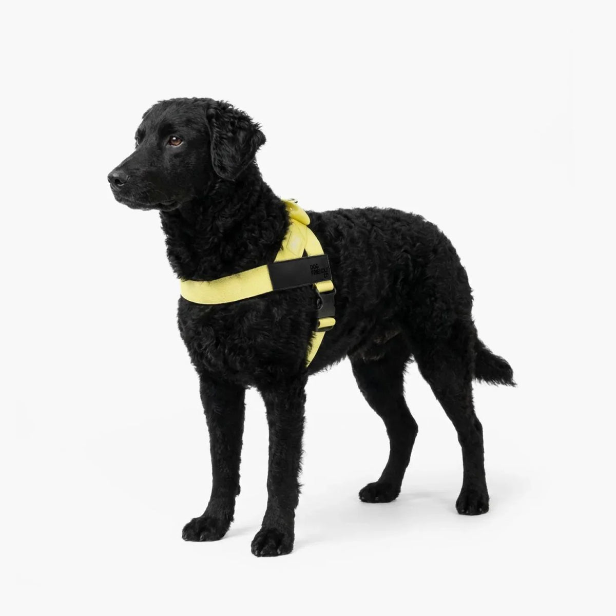 Personalised Dog Harness