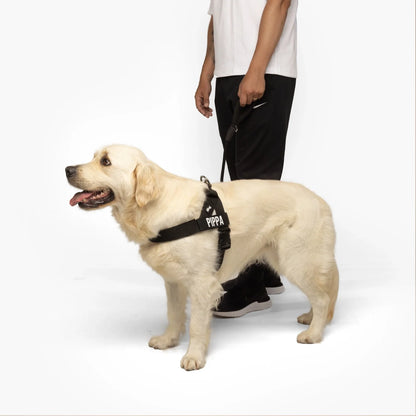 Personalised Dog Harness